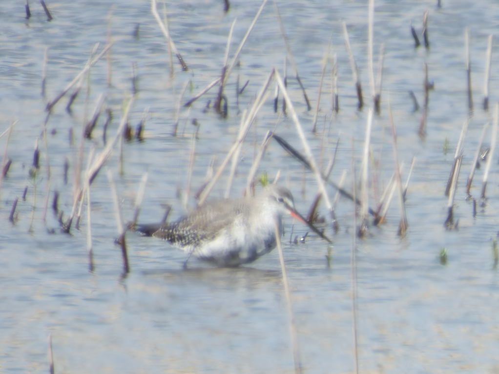 Spotted Redshank